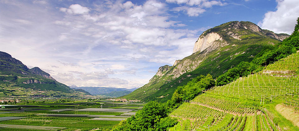 A beautiful view of vines in a valley of South Tyrol
